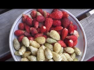 Выращивание клубники (садовой земляники) из семян от посева до урожая. Практический опыт.