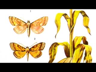 Вредители кукурузы, меры борьбы.