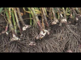 Выращивание чеснока, очень подробно, практический опыт.