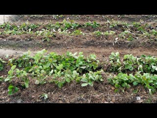 Как укрыть клубнику на зиму