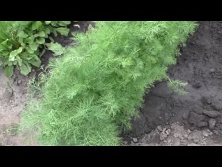 Как выращиваю укроп на моем огороде