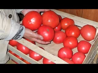 Практические советы по выращиванию помидоров в теплице