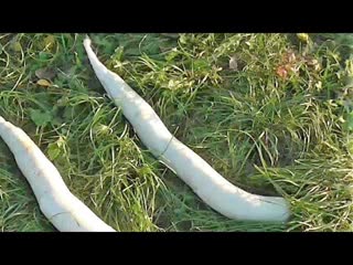Очень хороший сорт дайкона АСТОР. Описание, опыт выращивания.
