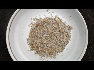 Правильное дозаривание обеспечит хорошую всхожесть семян, практические советы.