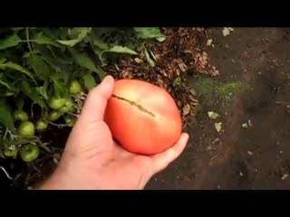 Описание сорта томата БАТЯНЯ