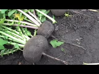 Редька сорт ЗИМНЯЯ КРУГЛАЯ ЧЕРНАЯ, описание, опыт выращивания.