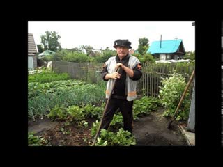 Посев редьки, репы и дайкона 8 июля