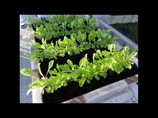 Выращивание салата зимой