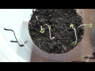 Если всходы рассады не сбрасывают семенную оболочку