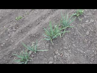 Лук порей и другие многолетние луки после зимы