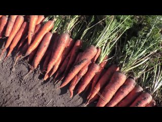 Советы по выращиванию моркови