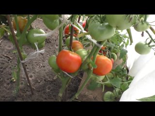 Безрассадные помидоры без укрытий в конце августа