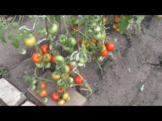 Урожай безрассадных помидоров