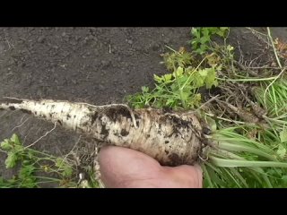 Урожайность корневой петрушки