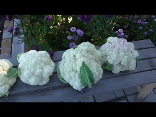 Выращиваю цветную капусту