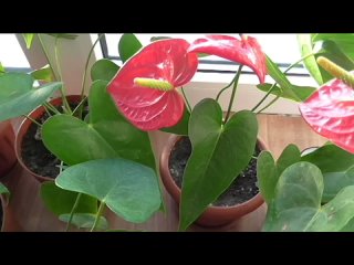 Опыт выращивания антуриума