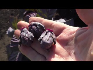 Опыт выращивания брюссельской капусты