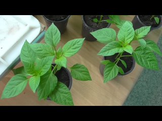 Выращивание рассады перцев