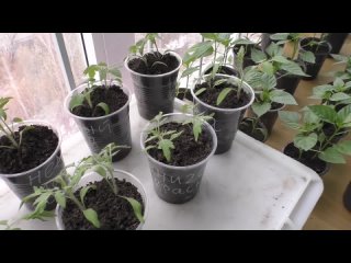 Выращиваю рассаду без пикировки