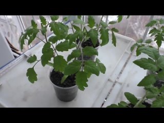 Выращивание хорошей рассады помидоров