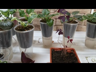 Фиалки на фитиле. Оксалис.