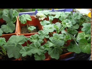 Укоренённые черенки пеларгоний. Подкармливаю. Рассказываю.