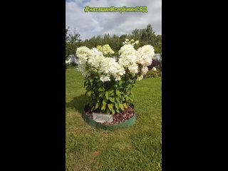 "Даймонд Руж" Гортензия Метельчатая- Красный Бриллиант