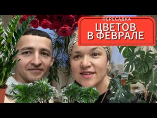 ПЕРЕСАДКА КОМНАТНЫХ ЦВЕТОВ В ФЕВРАЛЕ. УХОД. Субстрат. Удобрения. Залили #цветы #комнатныерастения