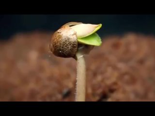 Хурма из косточки в доме! Как вырастить хурму из семени.