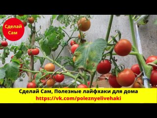 Выращиваем помидоры черри в канистрах .