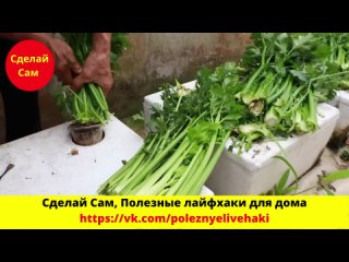 Новый способ выращивания сельдерея в домашних условиях