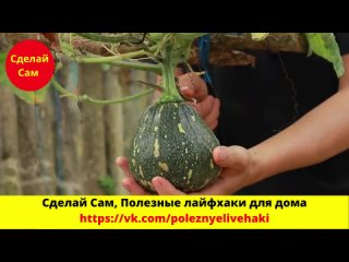 Как правильно выращивать тыквы в огороде