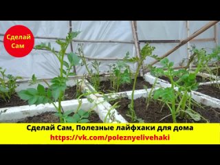 Если вы раньше знали этот метод выращивания картофеля в теплице, у вас будет картофель