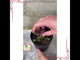 Научитесь выращивать розы в своём саду самостоятельно.