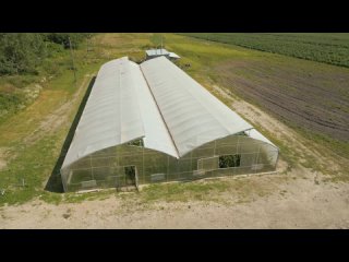 Современное хозяйство по выращиванию фундука Современное хозяйство по выращиванию фундука