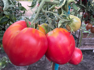 Сорт томатов Батяня. Обзор!