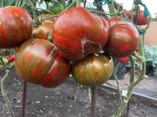 Сорт томатов Амурский тигр. Обзор!