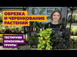 Обрезка и черенкование комнатных растений &raquo; Март 2025