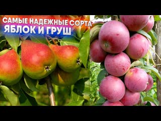 Самые надежные сорта яблок и груш