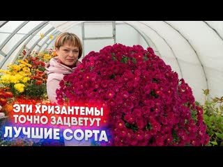 Эти хризантемы точно зацветут - лучшие сорта