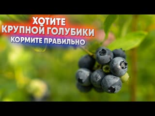 Хотите крупной голубики - кормите правильно