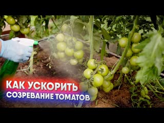 Как ускорить созревание томатов