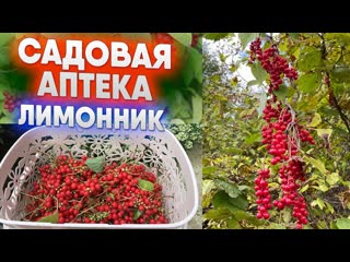 Садовая аптека лимонник