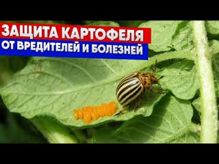 Защита картофеля от вредителей и болезней
