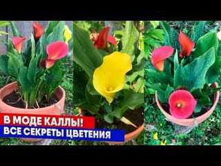 В моде каллы! Все секреты цветения