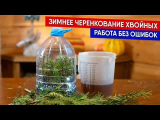 Зимнее черенкование хвойных - работа без ошибок