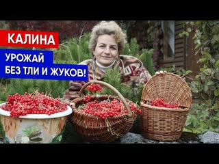 КАЛИНА - урожай без тли и жуков!