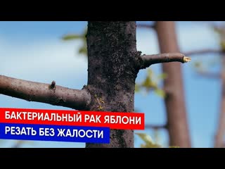 Бактериальный рак яблони - резать без жалости