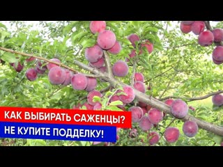 Как выбирать саженцы? Не купите подделку!