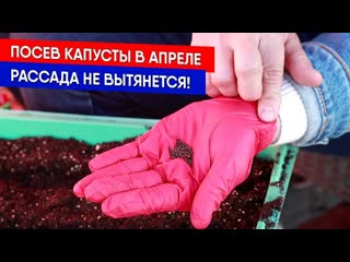 Посев капусты в апреле - рассада не вытянется!